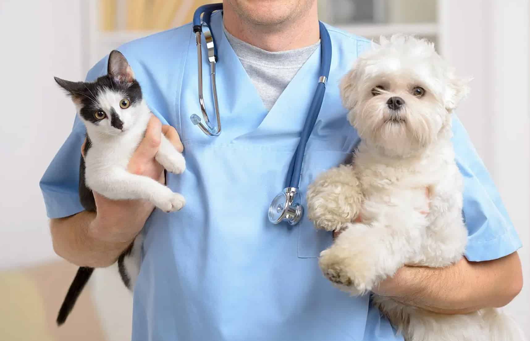 veteriner dahiliye