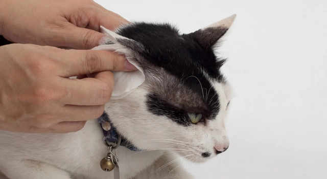 kedi kulağı nasıl temizlenir