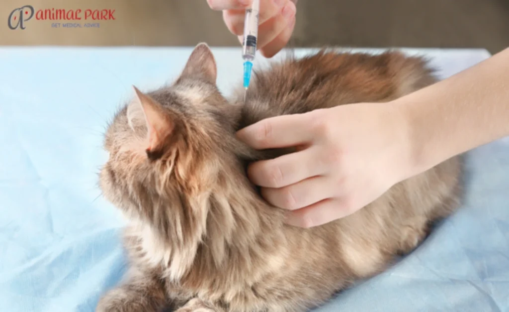 kedi aşıları