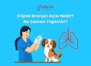 köpek bronchine aşısı