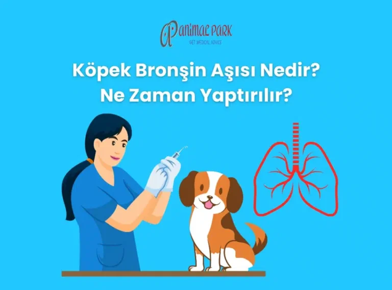 köpek bronchine aşısı