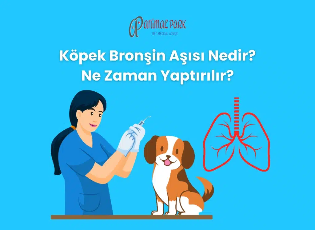 köpek bronchine aşısı