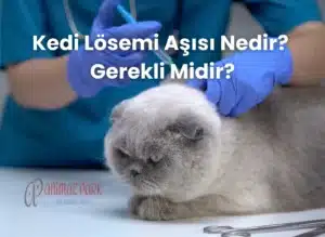 kedi lösemi aşısı