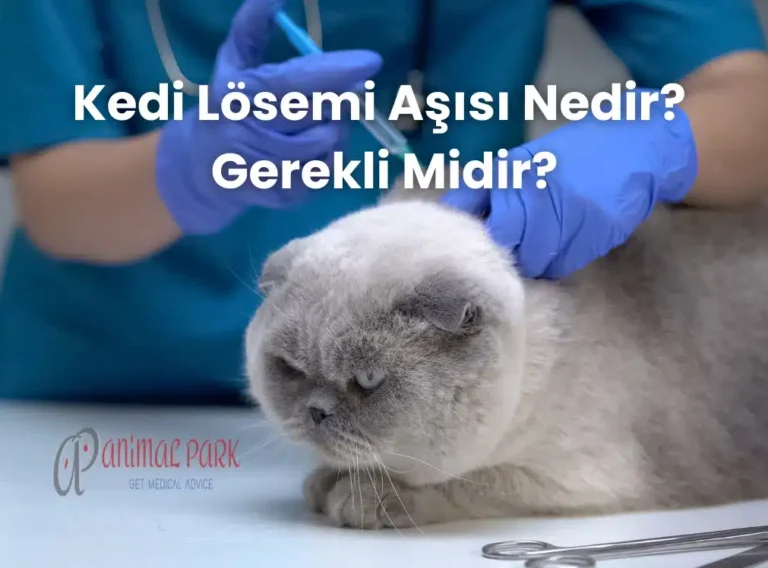 kedi lösemi aşısı