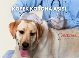 köpeklerde korona aşısı