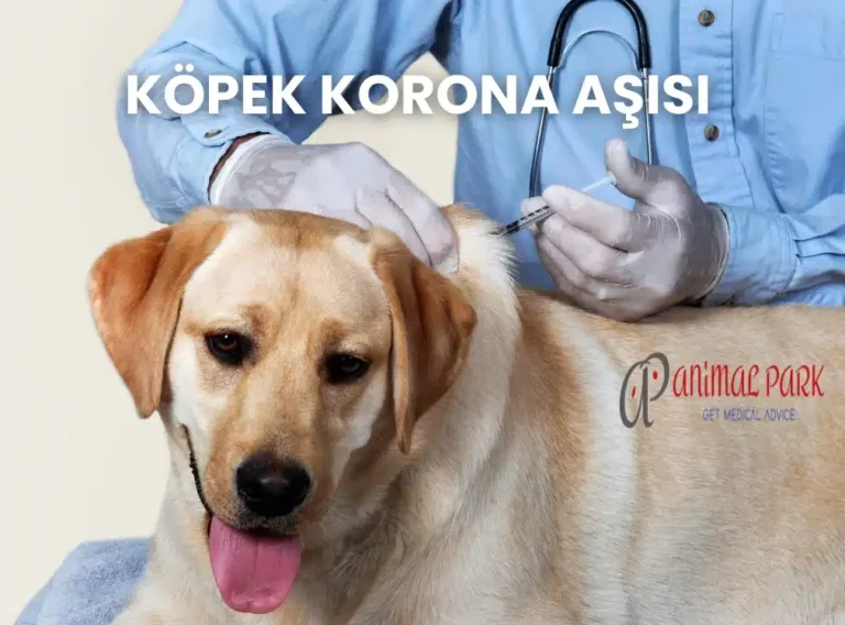 köpeklerde korona aşısı