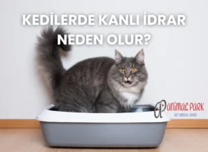 kedi idrarında kan