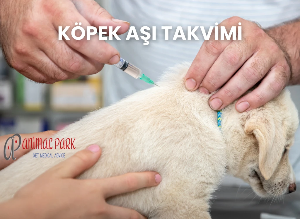 köpek aşı takvimi